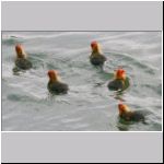 Fulica atra - Blaesshuhn 06.jpg